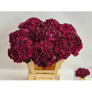HYDR M MAG DARK RUBY
