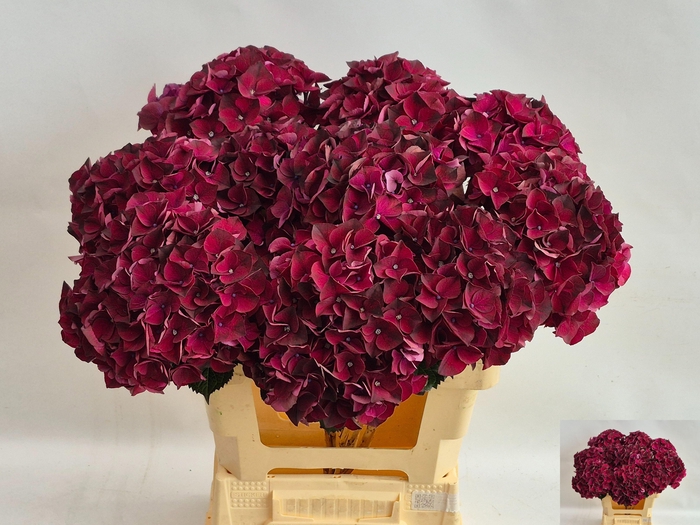 <h4>HYDR M MAG DARK RUBY</h4>