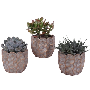 Succulenten mix Ø12cm in Ø15cm Ceramic PL670