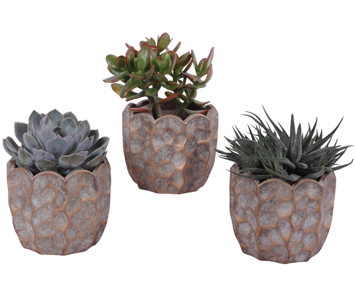 <h4>Succulenten mix Ø12cm in Ø15cm Ceramic PL670</h4>
