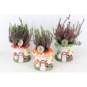 arr4 Outdoor PL - Paddenstoel huis mix