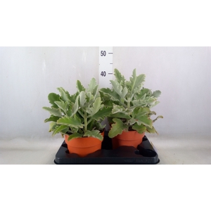 Kalanchoe NF beharensis