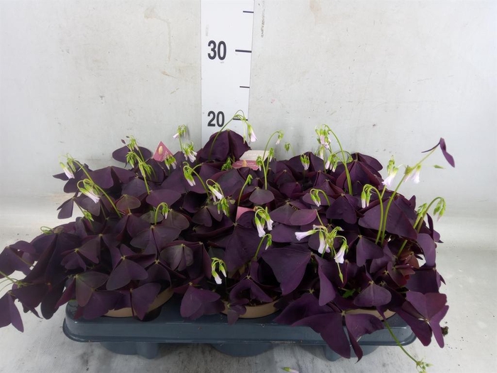 <h4>Oxalis trian. 'Mijke'</h4>