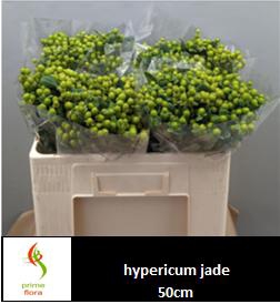 <h4>Hypericum pacific jade</h4>
