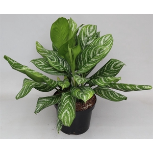 Aglaonema  'Stripes'