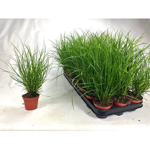 CAREX BRUNNEA