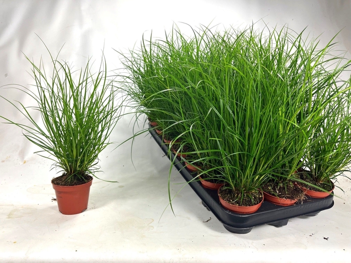 <h4>CAREX BRUNNEA</h4>