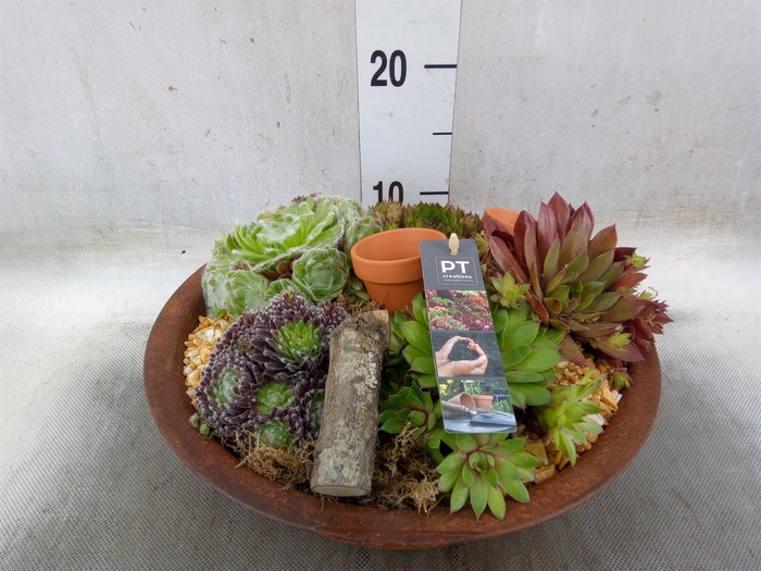 <h4>Arr.  Sempervivum L%</h4>