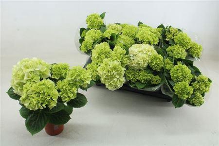 <h4>Hydr M Wudu</h4>