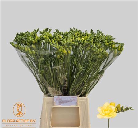 <h4>Fr Du Grandeur</h4>