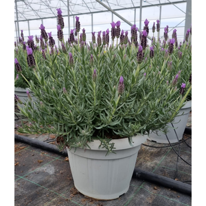 Lavandula overig