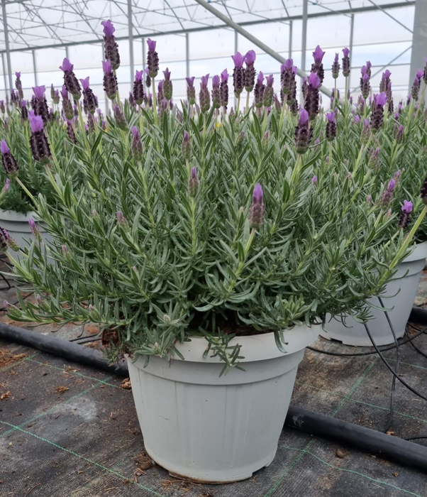 <h4>Lavandula overig</h4>