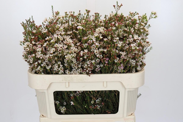 <h4>Chamelaucium Blondie</h4>