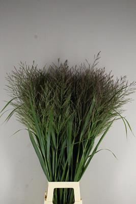 Gras Panicum Vi. Dallas Blues