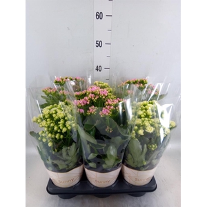 Kalanchoe   ...