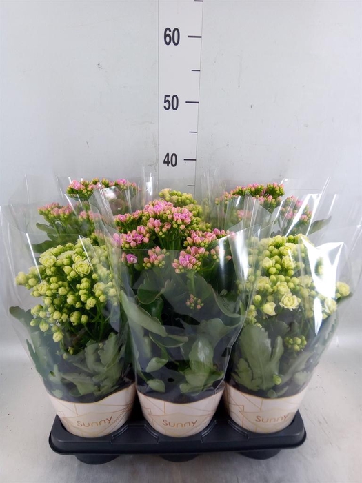 <h4>Kalanchoe ...</h4>