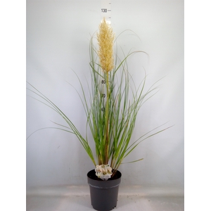 Cortaderia sell.