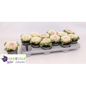 BRASSICA (SIERKOOL)