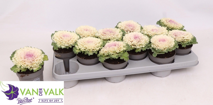 <h4>BRASSICA (SIERKOOL)</h4>