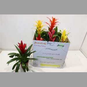 Bromelia Gem 6 Srt