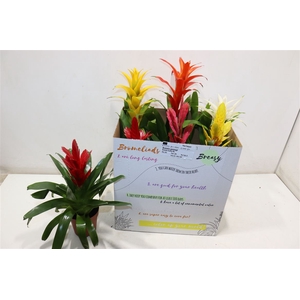 arr8 Bromelia Gem 6 Srt