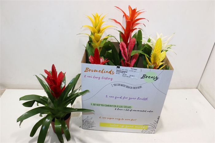 <h4>Bromelia Gem 6 Srt</h4>