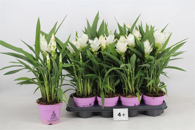 Curcuma alismatifolia Siam Sisto 14Ø 60cm 4fl