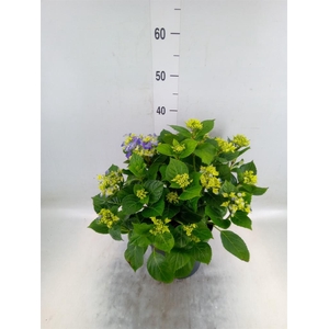 Hydrangea mac. 'Early'