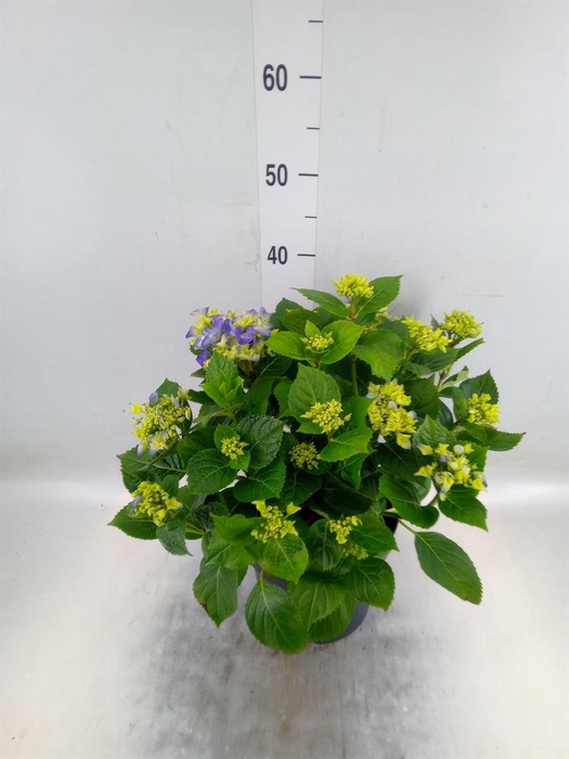 <h4>Hydrangea mac. 'Early'</h4>