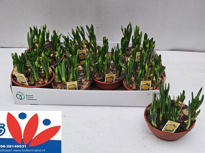 <h4>NARC D TETE BOUCLE</h4>