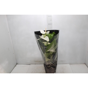 ANTHURIUM ALASKA P17 PREMIUM