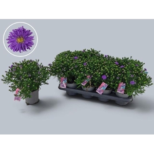 ASTER D AL D PURP LA
