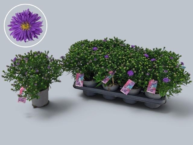 <h4>ASTER D AL D PURP LA</h4>