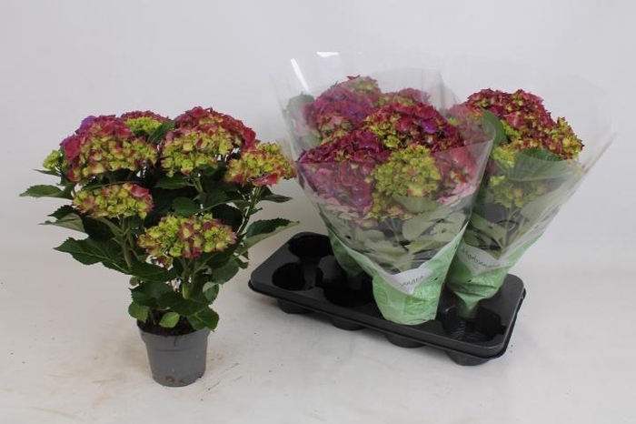 <h4>HYDR M HI FIRE</h4>