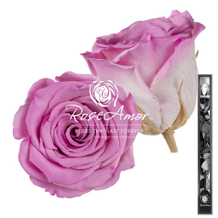 <h4>60cm Stem Bic08</h4>