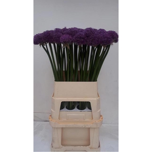 ALLIUM GLADIATOR
