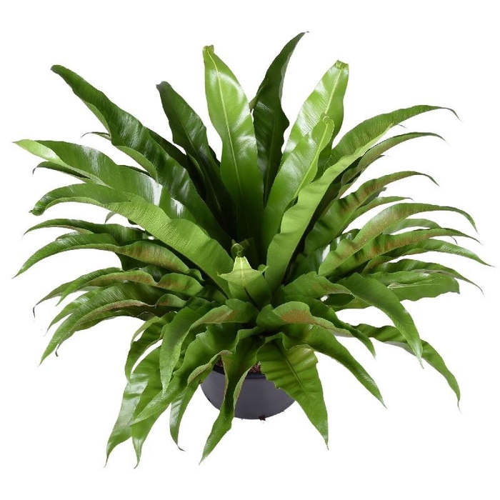 <h4>Asplenium Antiquum</h4>