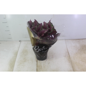 BEGONIA BELEAF P15 PO