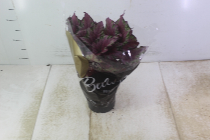<h4>BEGONIA BELEAF P15 PO</h4>