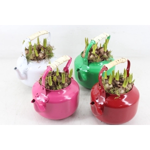 arr4 Muscari JS - Zink theepot colour mix x8