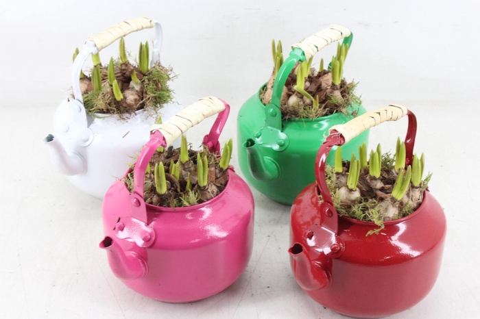 <h4>arr4 Muscari JS - Zink theepot colour mix x8</h4>