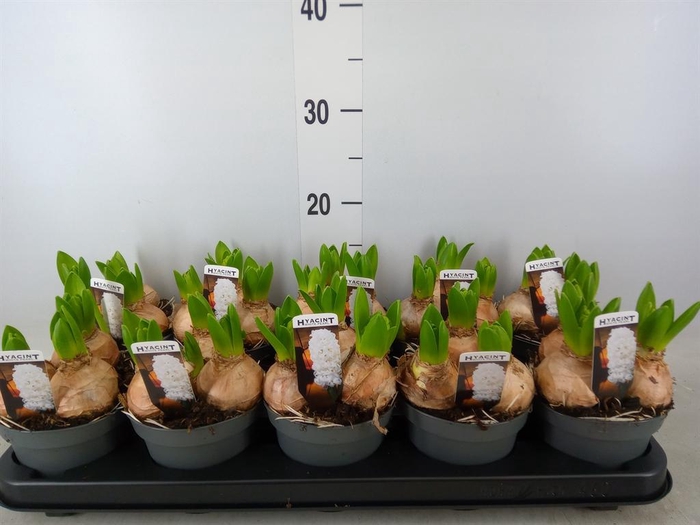 <h4>Hyacinthus orie. 'Pearl White'</h4>