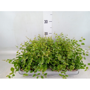Ficus pumila 'White Sunny'
