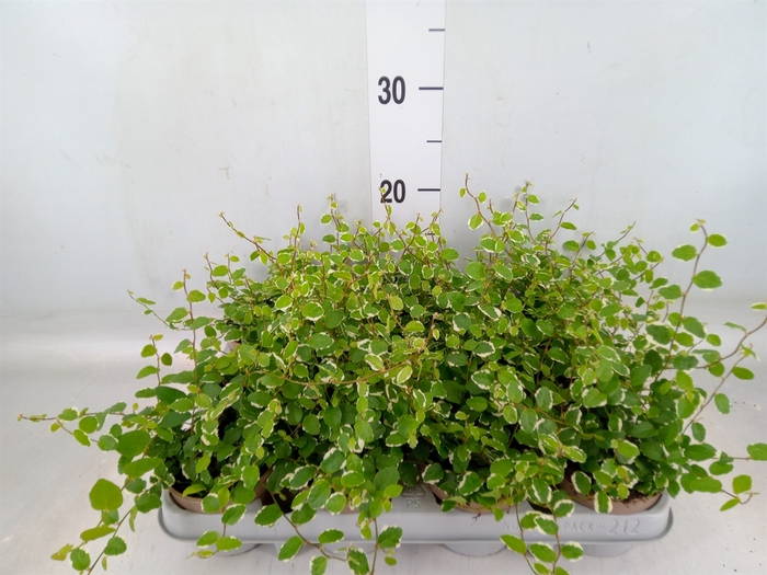 <h4>Ficus pumila 'White Sunny'</h4>