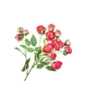 Rosa Spray Cerise