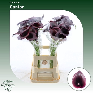 ZANT CALLA CANTOR