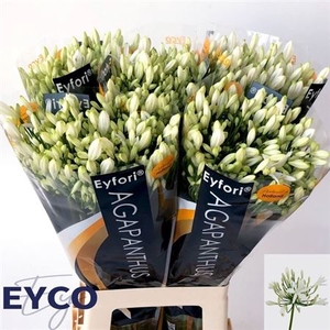 Agap Eyfori White