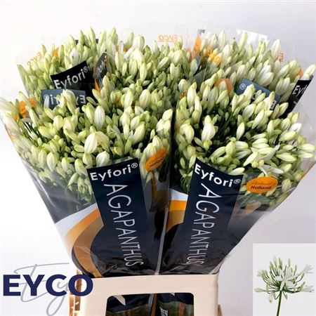 <h4>Agapanthus Eyfori White 70cm</h4>