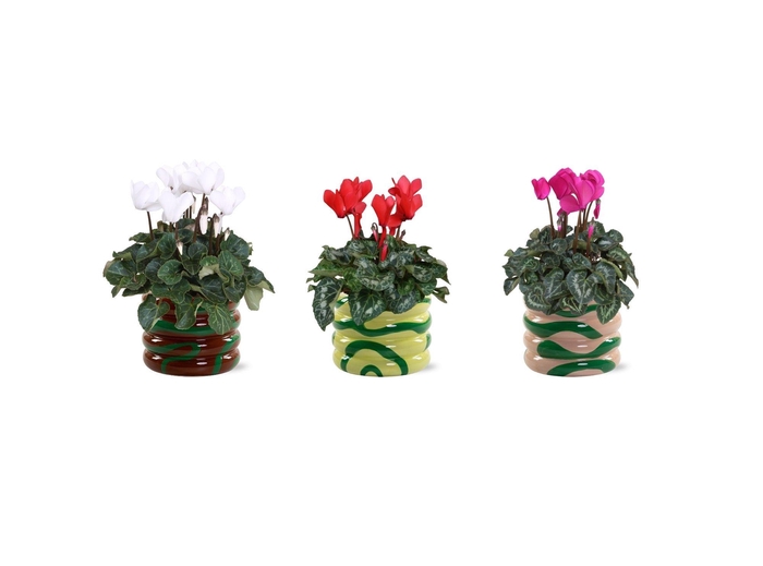 <h4>Collectie 'Natural Bubble' - Cylcamen in Mees keramiek</h4>