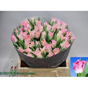 TU CO CROWN  DYNASTY